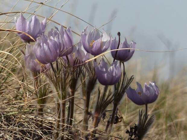 Прострел раскрытый (Pulsatilla patens)