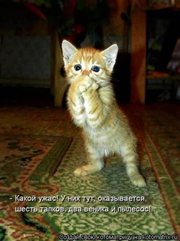 Котоматрица, прикольные коты с надписями.