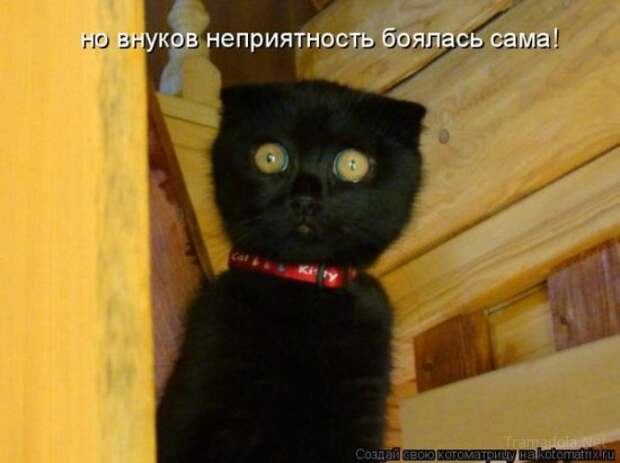 Осенняя подборка Котоматриц 2010 - Выпуск 22