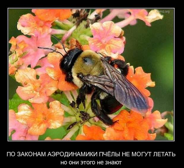 Демотиваторы Демотиваторы
