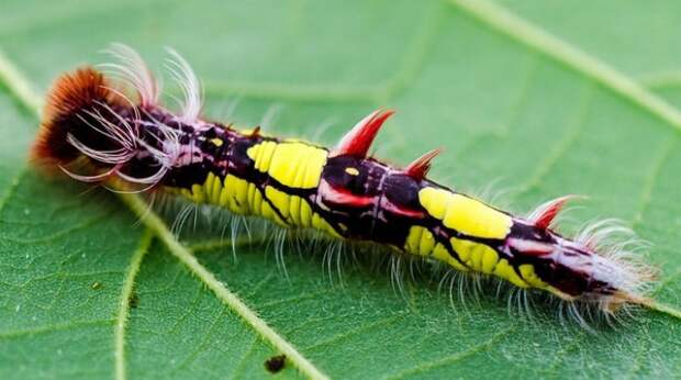 10 невероятно красивых гусениц гусеницы, красота