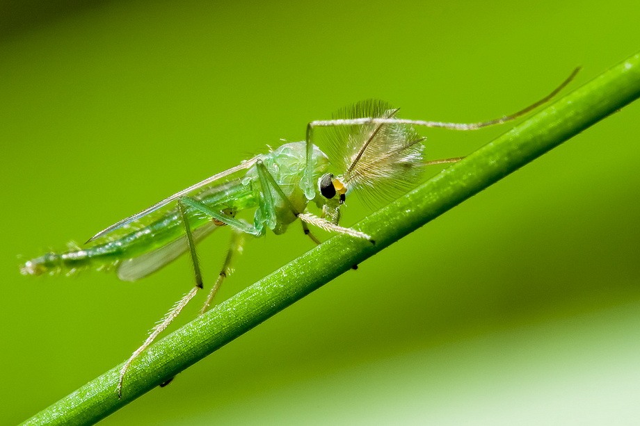 insects46 insects46 Портреты насекомых