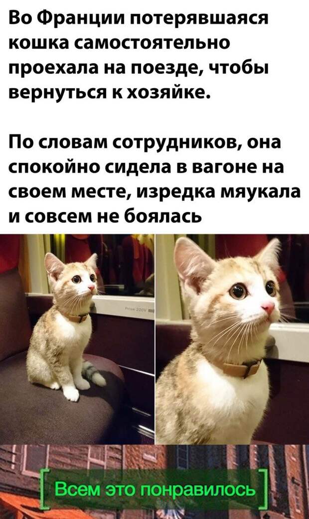 Потерявшийся кот