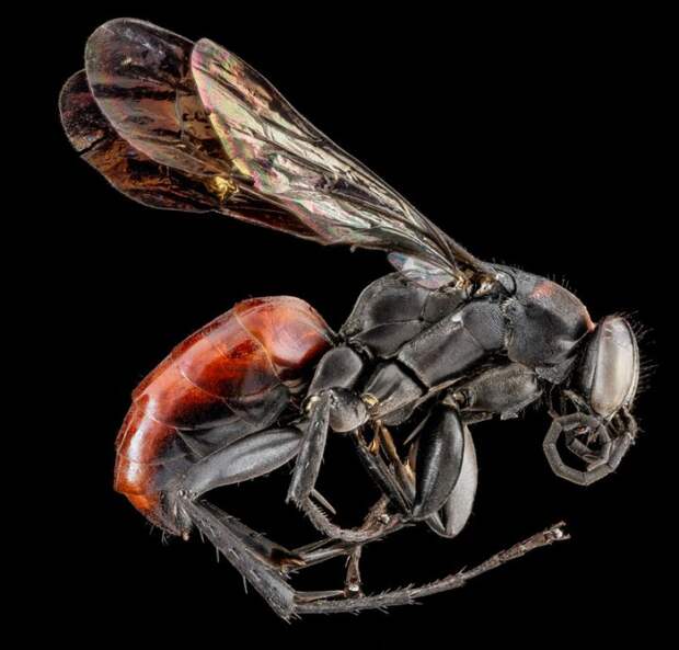 Drepanaporus collaris