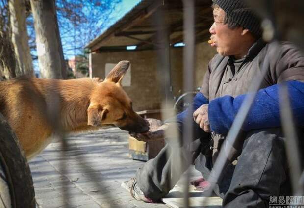 Преданность: большая Жёлтая Собака Преданность: большая Жёлтая Собака животные, преданность, собака