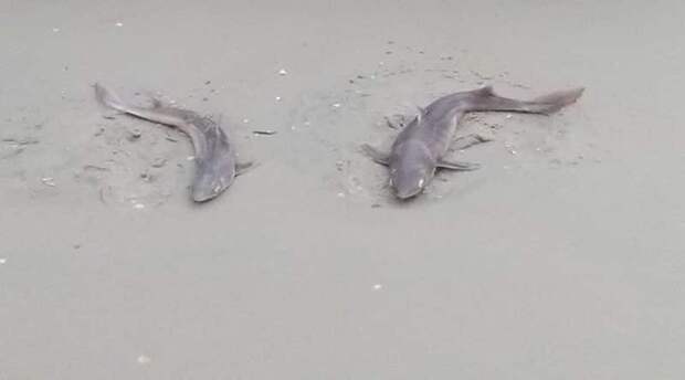 В Нью-Джерси на пляжи выбросило десятки мертвых акул (фото)