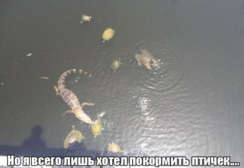 Прикольные картинки в середине недели (56 шт)