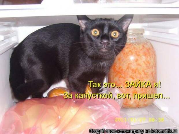 Лучшая котоматрица недели (35 фото)