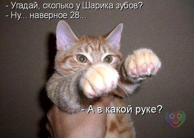 Позитив зверский с забавными надписями Позитив зверский с забавными надписями