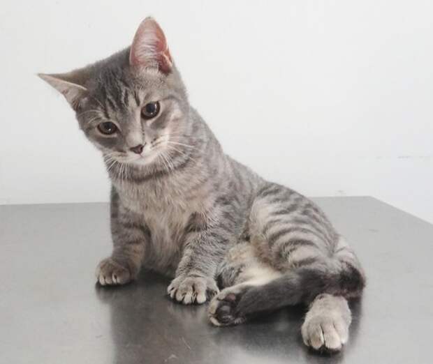 scottish kitten