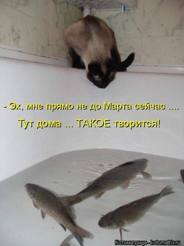 Котоматрицы (картинки с надписями)