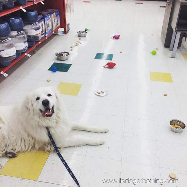 We like to set up "obstacle courses" filled with toys, treats, and water (his biggest challenge!).