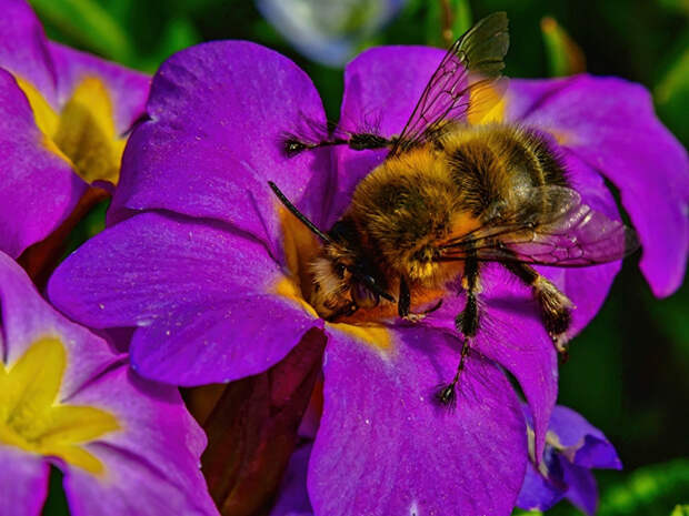 Closeup_Bees_Primula_522461_1024x768 (700x525, 437Kb)