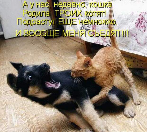 животные
