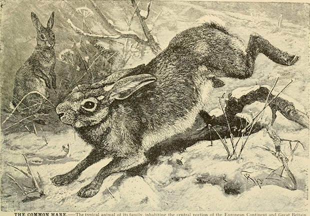 И кролики, и зайцы принадлежат к семейству Leporidae, но зайцы считаются более загадочными и независимыми. / Фото: FLICKR И кролики, и зайцы принадлежат к семейству Leporidae, но зайцы считаются более загадочными и независимыми. / Фото: FLICKR