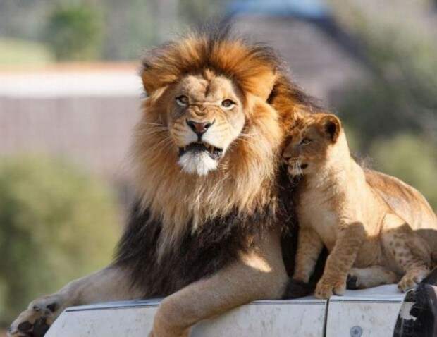 Львы (лат. Panthera leo) (англ. Lions)