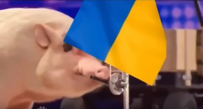 Так вот она какая - ПЕРЕМОГА! Свинья поднимает флаг Украины.(ВИДЕО)