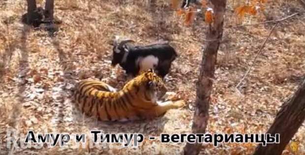 Тигр Амур напугал козла Тимура ударом лапой по носу и попробовал «вегетарианство» в (ВИДЕО) | Русская весна