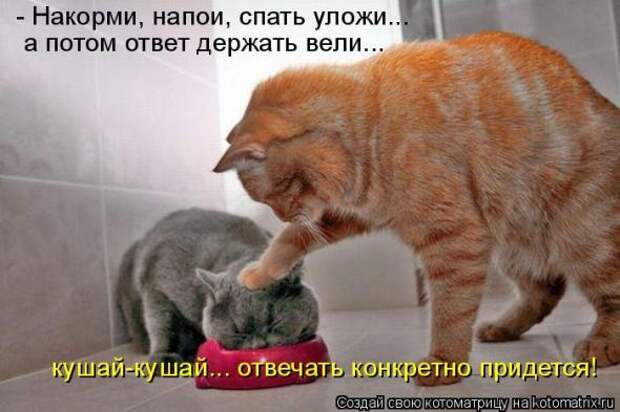 Котоматрица