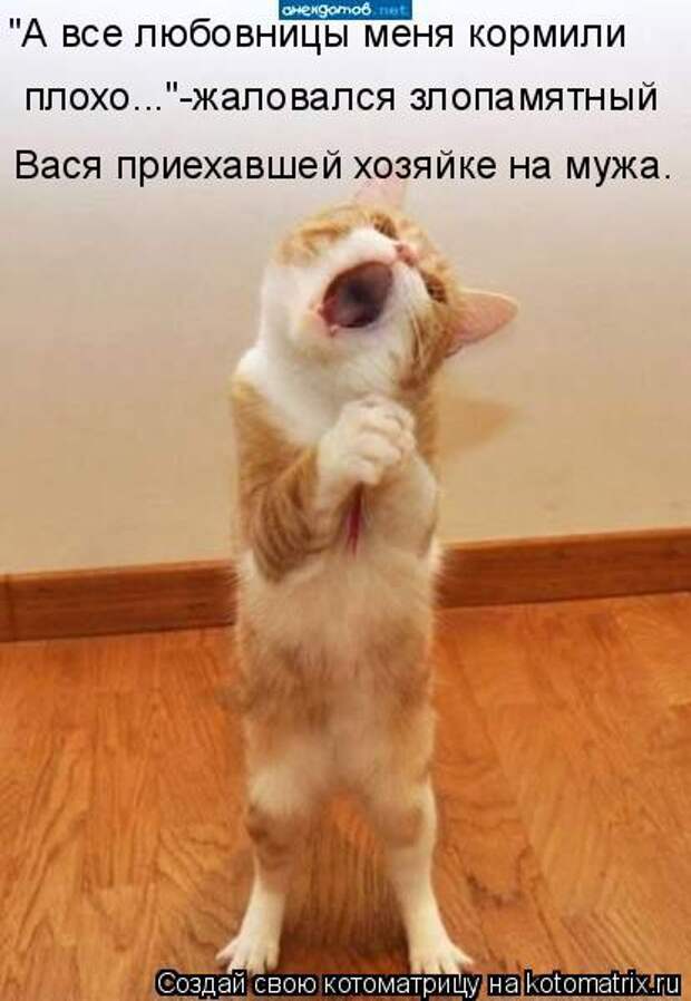 Котоматрица: "А все любовницы меня кормили  плохо..."-жаловался злопамятный  Вася приехавшей хозяйке на мужа.