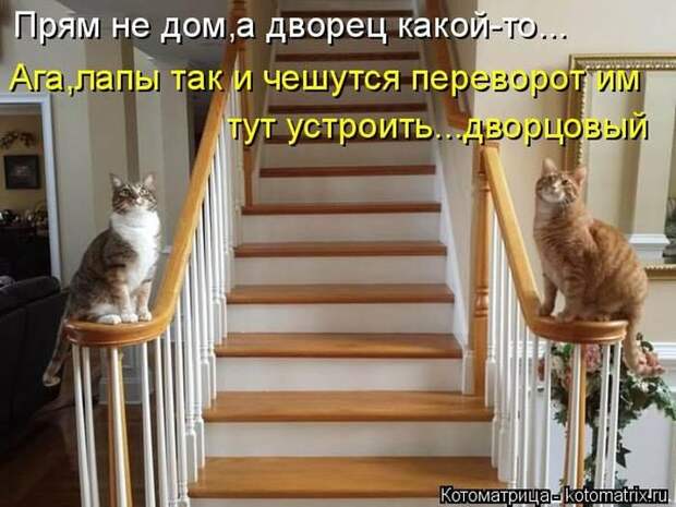 Лучшие котоматрицы недели