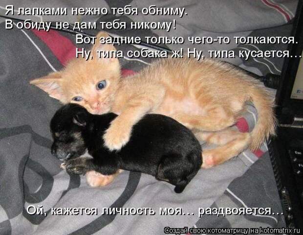 Котоматрица: Я лапками нежно тебя обниму. В обиду не дам тебя никому! Вот задние только чего-то толкаются. Ну, типа собака ж! Ну, типа кусается… Ой, кажется