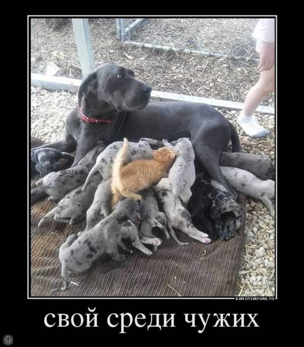 Деградируй правильно! 13