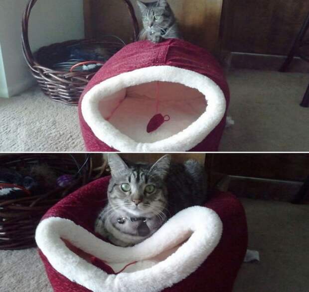 Коты, которые плевали на вашу логику Коты, которые плевали на вашу логику