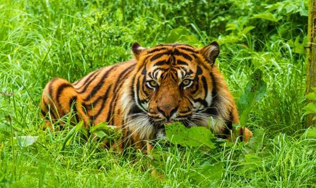 Полоски тигра - Интересные факты о тиграх