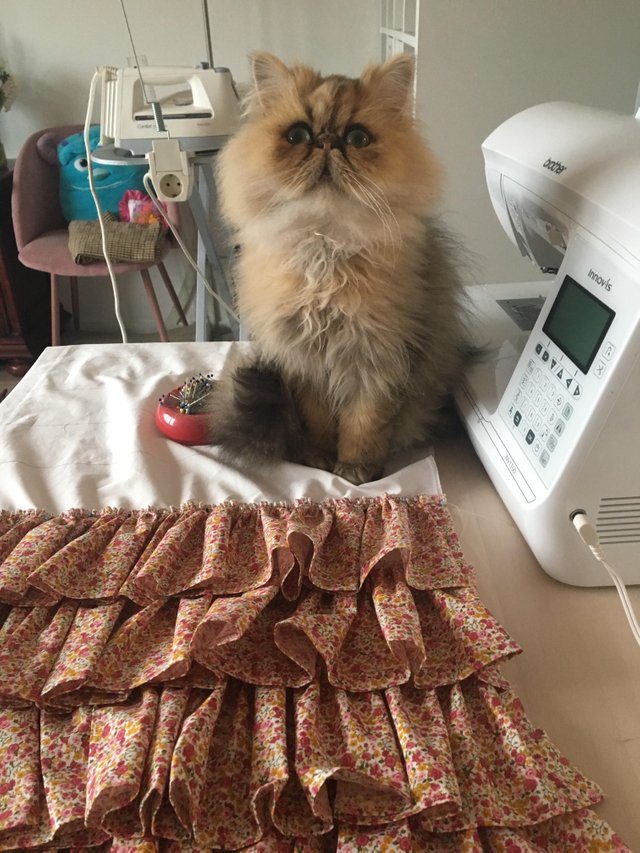 20 невероятно смешных котов-экзотов, которые покорят ваше сердце 20 невероятно смешных котов-экзотов, которые покорят ваше сердце кот, кошка, перс, персидская кошка, экзот