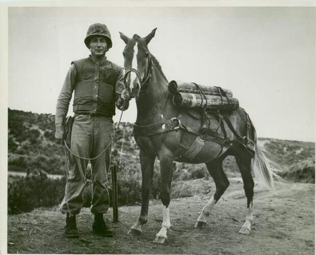 Сержант Реклесс героизм, лошадь, подвиг