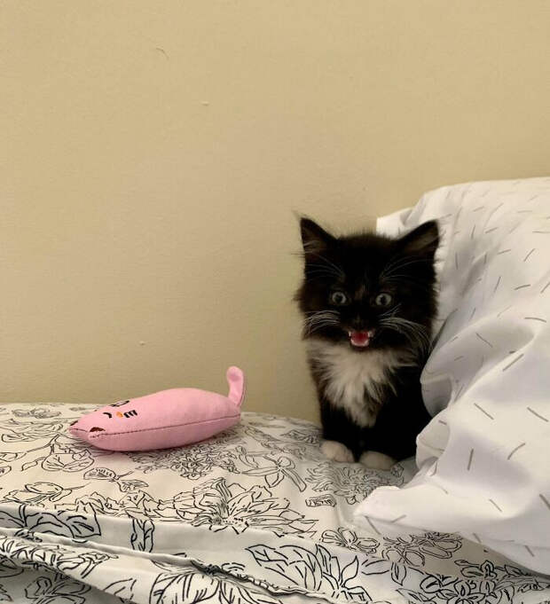 Милые малыши-котята растопят ваше сердце