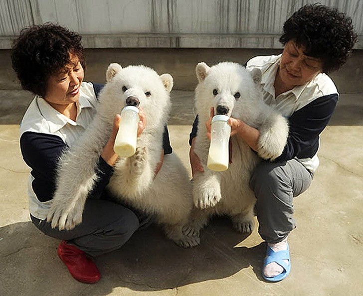 AnimalTwins20