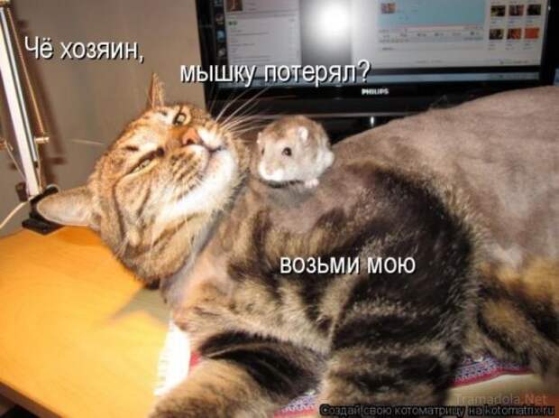 Осенняя подборка Котоматриц 2010 - Выпуск 22