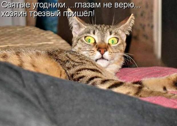 Кото матрица 7