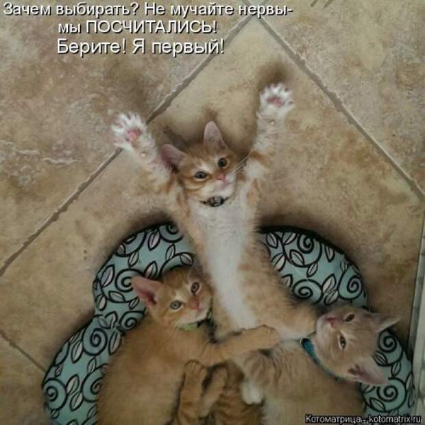 Свежая котоматрица (37 фото)