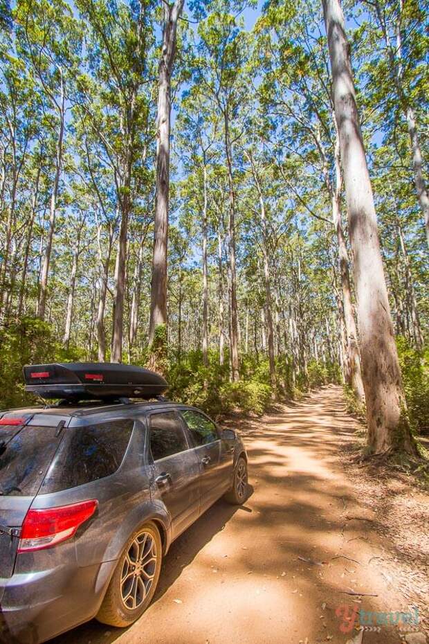 Boranup Forest, Western Australia