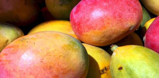 Бийский садовод выращивает манго и маракуйю и скрещивает тыкву с арбузом