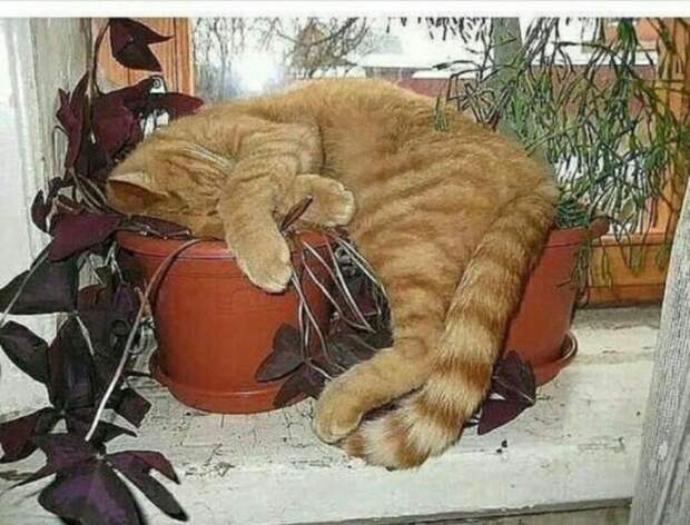 Субботний котопост коты, кошки, приколы с котами., смешные коты