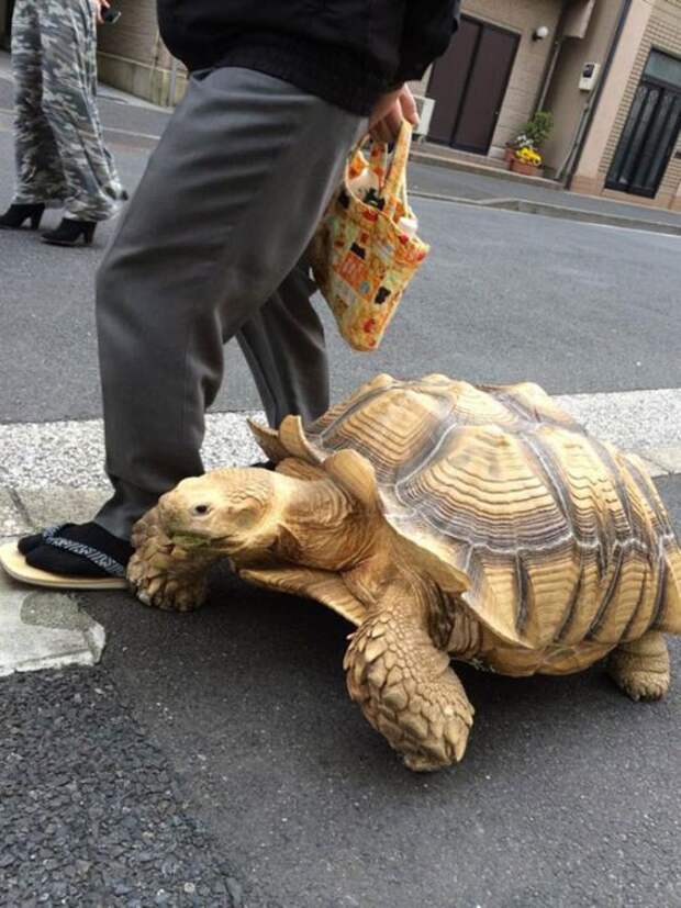 Пожилой японец выгуливает свое экзотическое домашнее животное домашний питомец, черепаха, япония