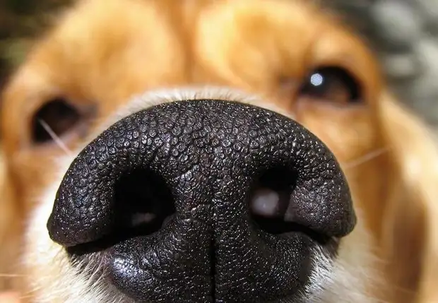 Почему от собаки пахнет 