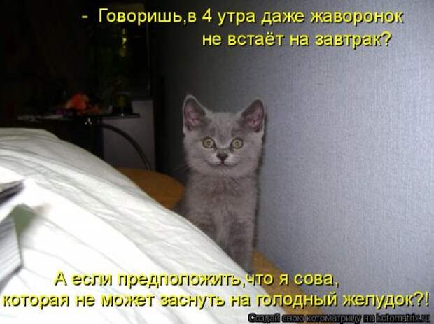 Свежая котоматрица на Бугаге (25 фото)
