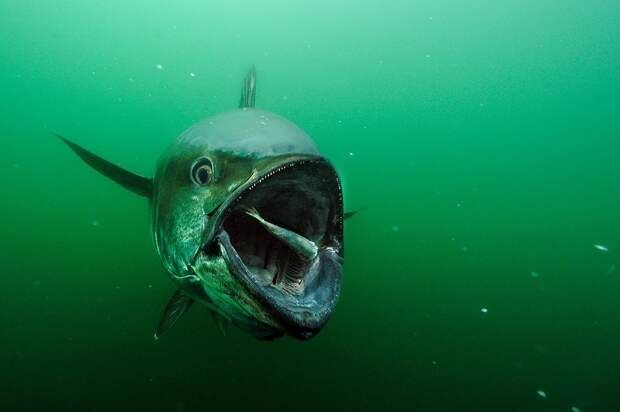 1. Огромный тунец у Острова Принца Эдуарда, Канада кадр, под водой, рыба