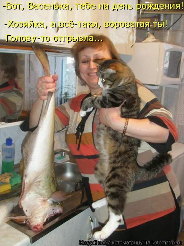 Лучшие котоматрицы недели (50 фото)