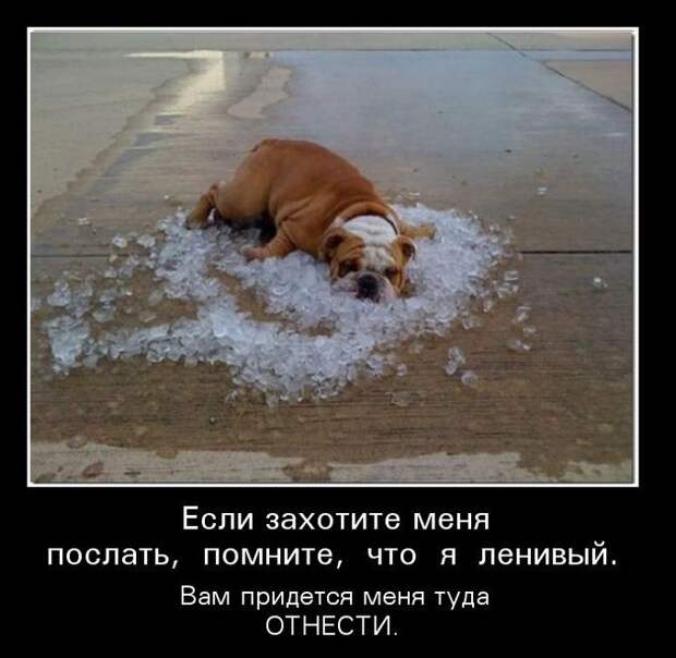 Подборка демотиваторов  демотиватор, юмор