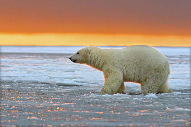bearsnsunset02 Белые медведи и великолепный закат на Аляске