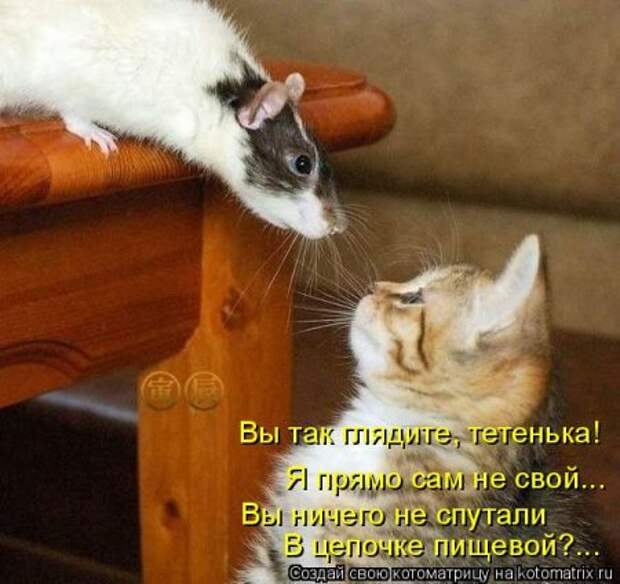 Прикольные коты в котоматрицах.