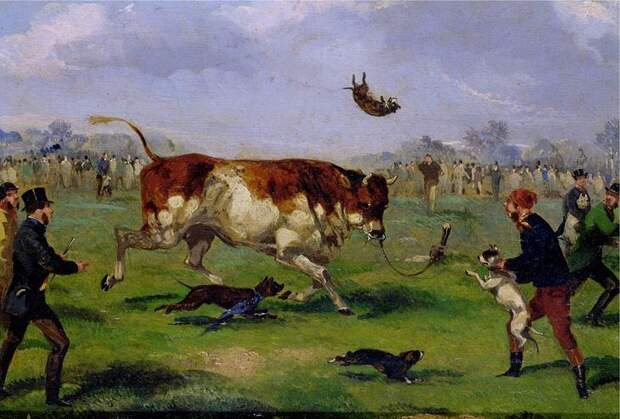 Хаски, бульдог, борзая: почему породы собак называются именно так