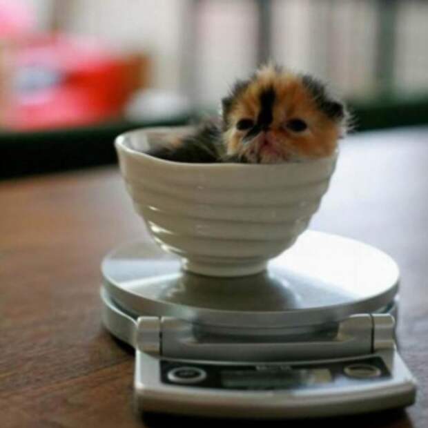 Котенок в доме