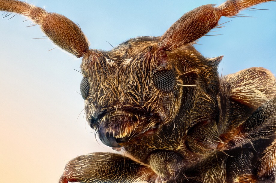 insects31 insects31 Портреты насекомых